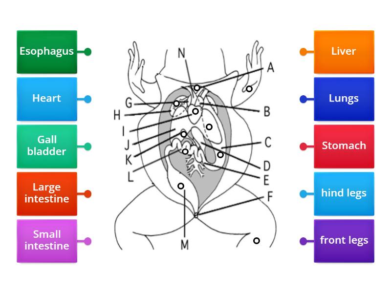 Amazing Frog Anatomy The Liver Lobe Count You Need To Know - dx2q8hb