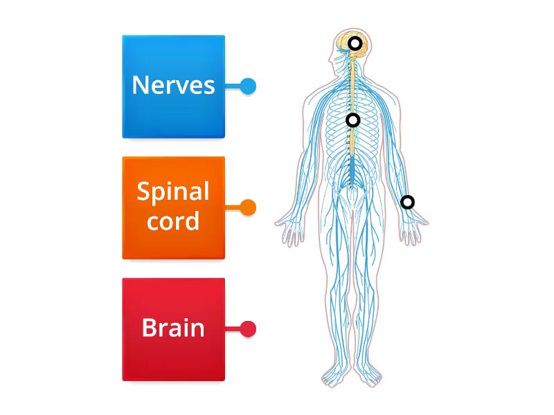 Label The Nervous System - Labelled diagram