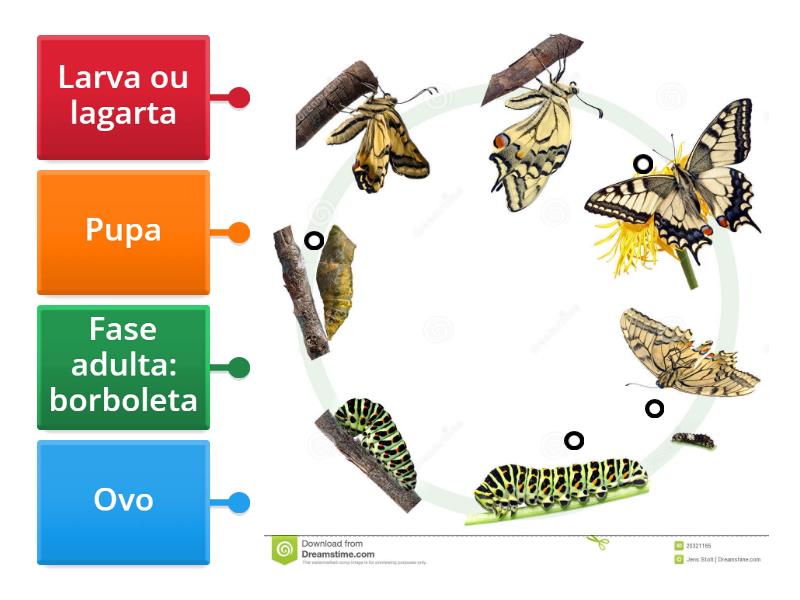 METAMORFOSE DA BORBOLETA - Labelled diagram
