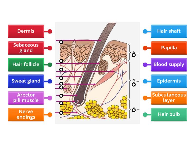 structure of hair - Labelled diagram