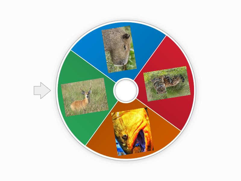 Animals Spin The Wheel