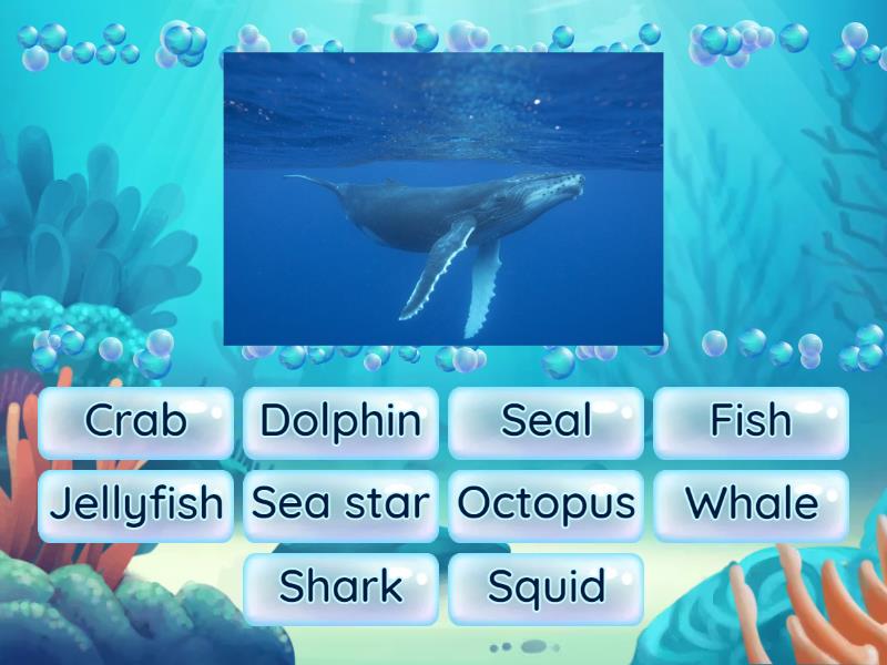 sea-animals-find-the-match