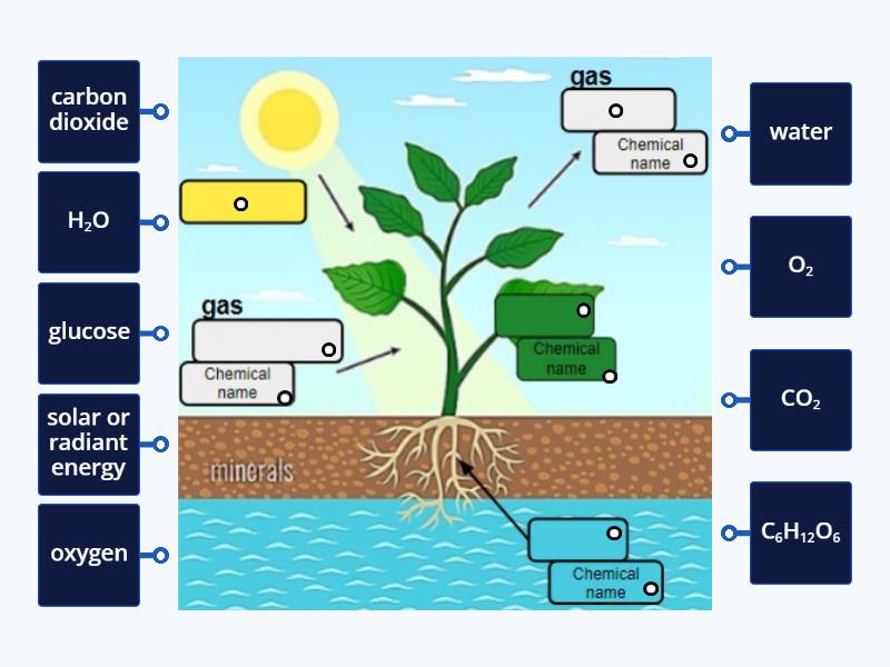 Photosynthesis Diagram - Labelled diagram