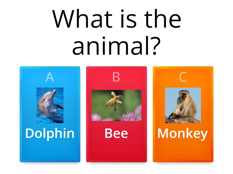 Rainforest Animal Sounds Quiz