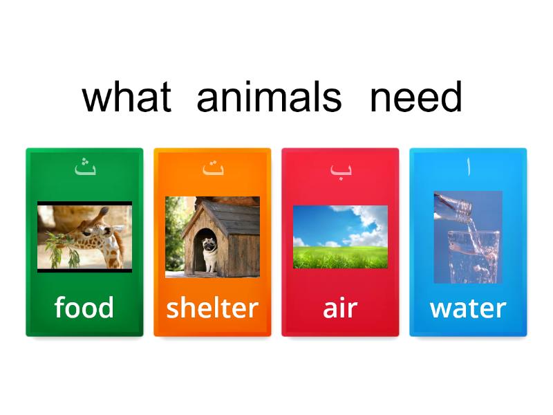 what animals need - Quiz