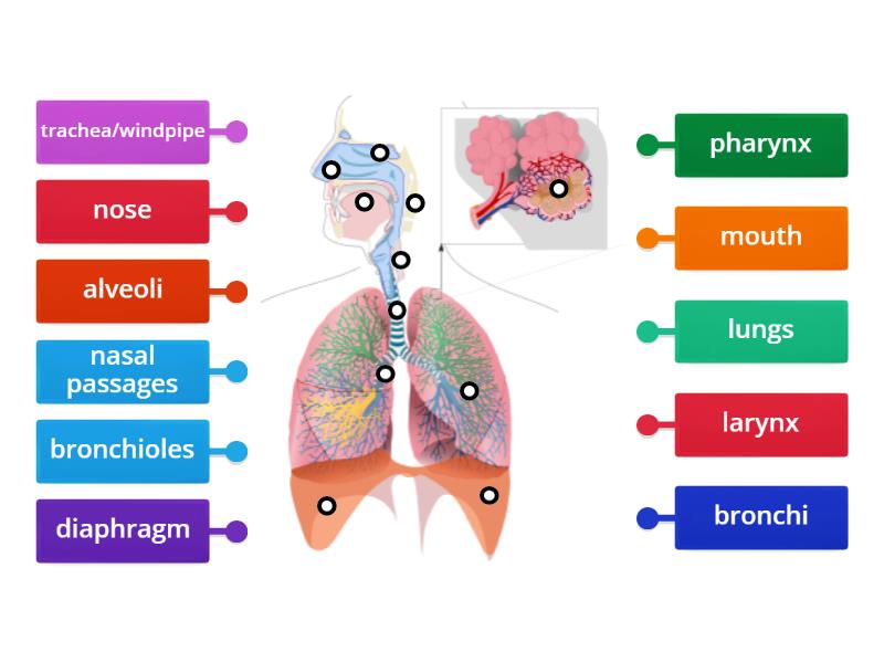 PARTS OF THE RESPIRATORY SYSTEM - Labelled diagram