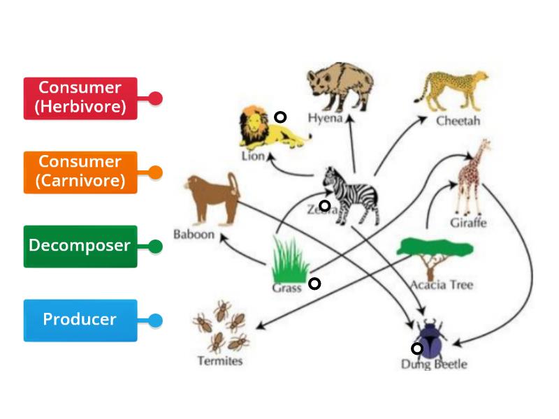 Food Webs - Labelled diagram