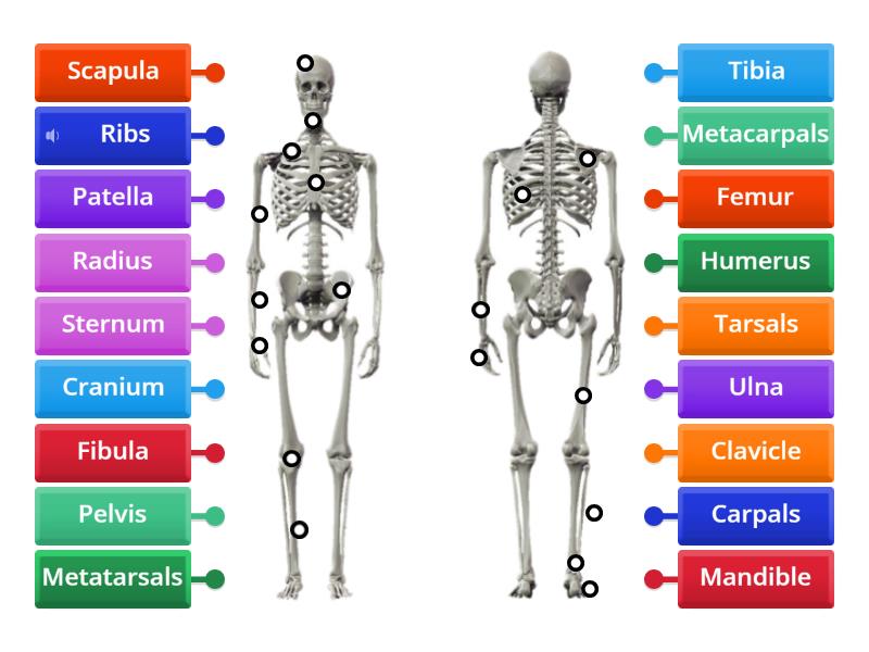 Skeletal System - Labelled diagram