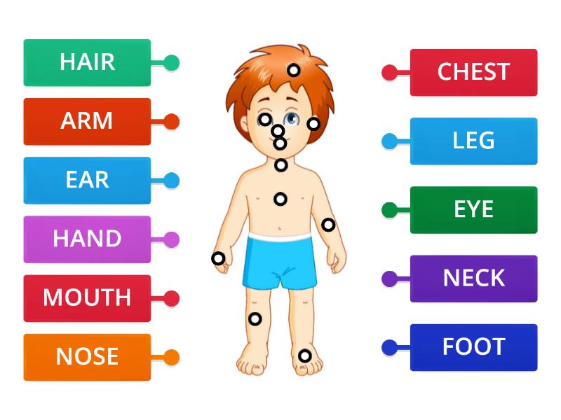 LE PARTI DEL CORPO IN INGLESE - Labelled diagram