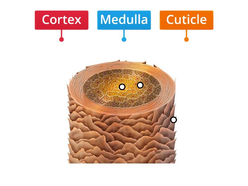 Structure of Hair - Labelled diagram