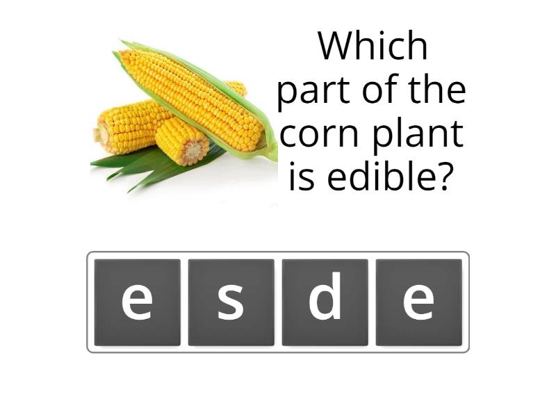 Edible Plant Parts Anagrama