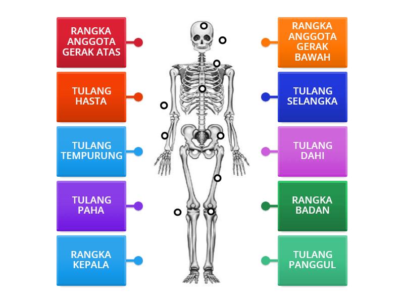RANGKA TUBUH MANUSIA - Labelled diagram