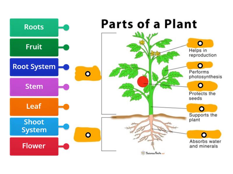 Parts of a Plant - Labelled diagram