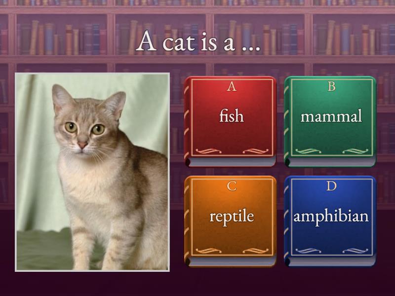 Classification of Animals Mammals, Reptiles, Amphibians, Fish, Birds