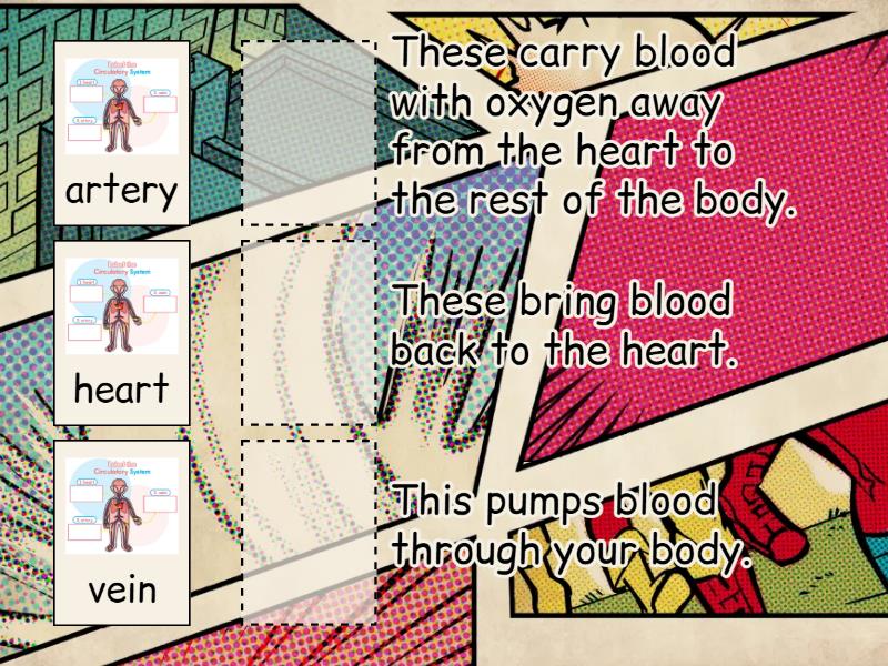 Circulatory System Match Up 3725