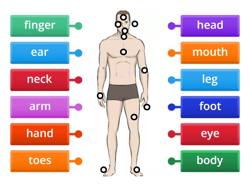 body parts - Labelled diagram