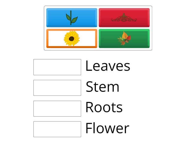 match the plant parts. - Match up