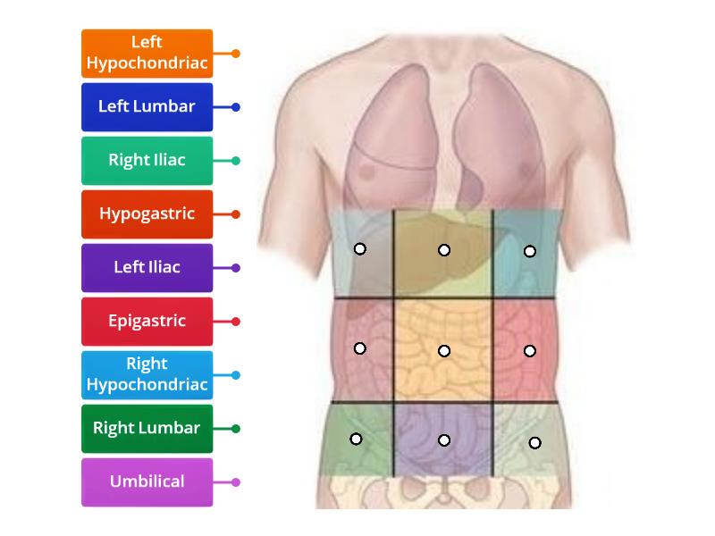 Body Quadrants 2 - Labelled diagram