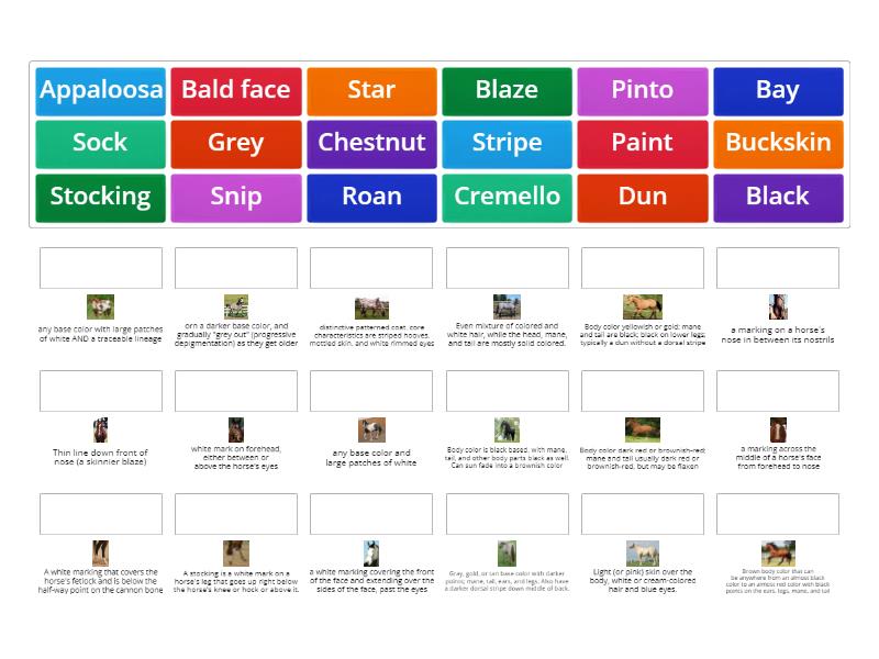Horse Colors Quiz Match up