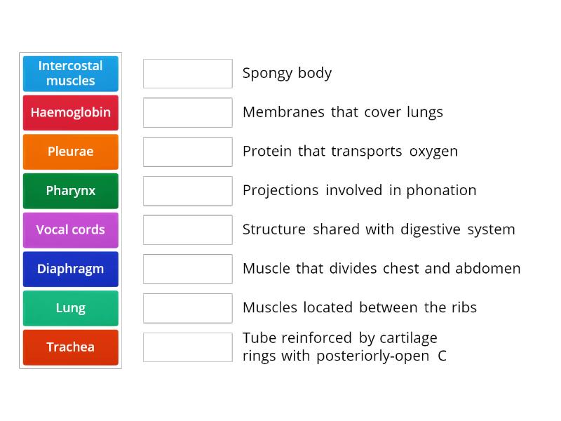 Anatomy of the respiratory system 2 - Match up