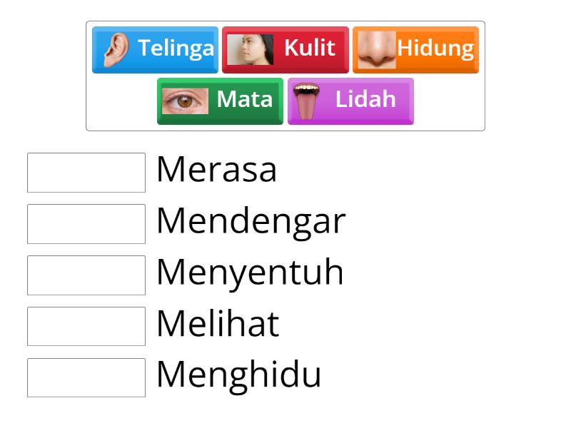 Padankan organ deria dengan fungsi yang betul. - Match up