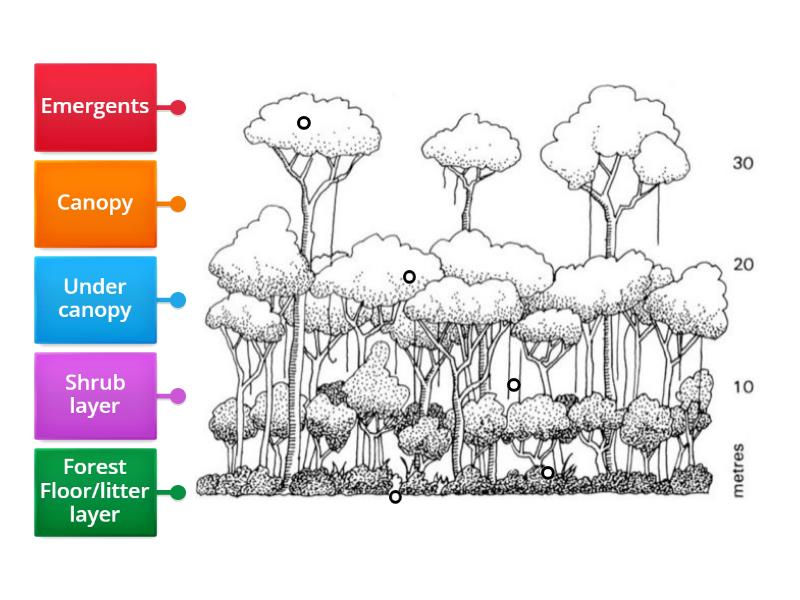 Geography: Tropical Rainforest Structure - Labelled diagram