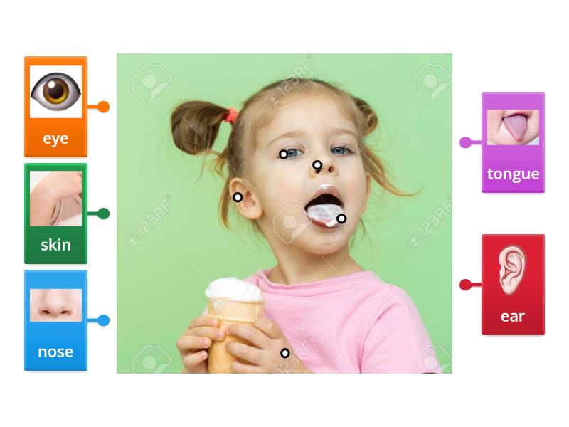 Sense Organs - Labelled diagram