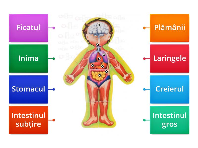 Interiorul Corpului Uman Labelled Diagram