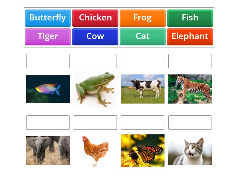 Grade : English Animals Topic - Match up