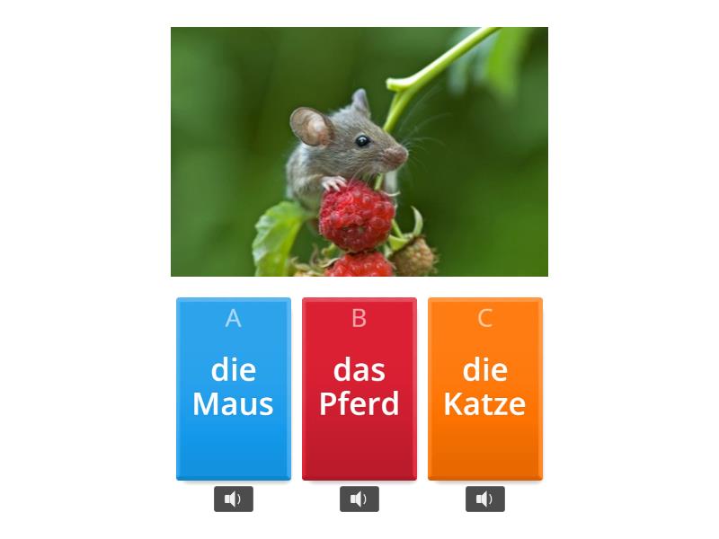 Tiere - Quiz
