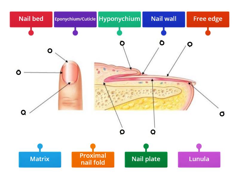 Structure of the nail - Labelled diagram