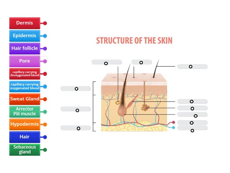 The Skin - Labelled diagram