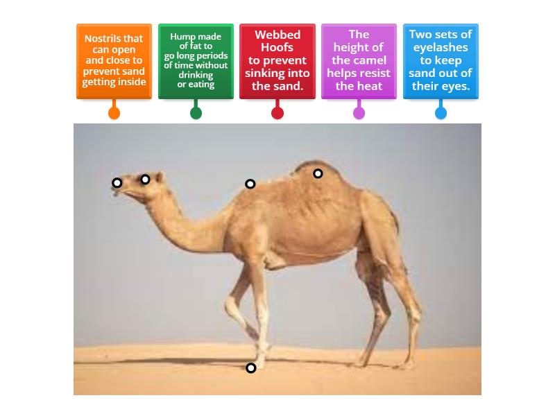 camel diagram - Labelled diagram