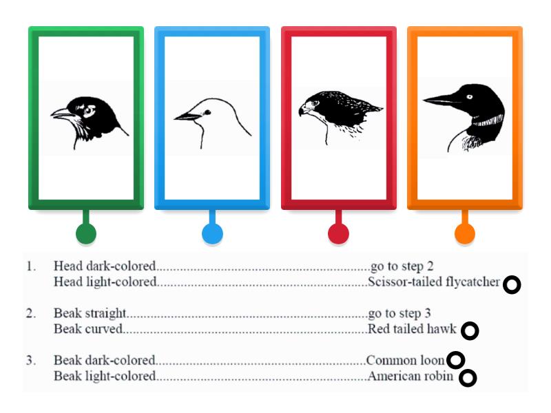 Bird Dichotomous Key - Labelled diagram