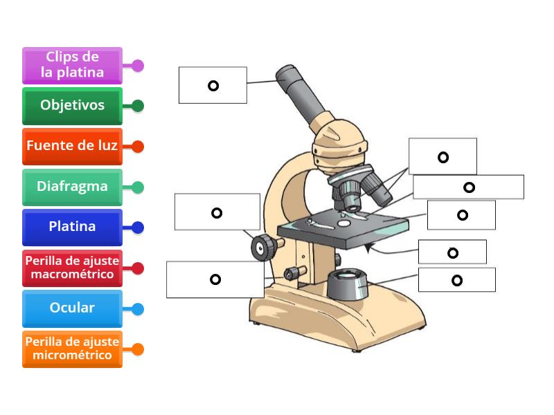 Quiz del Microscopio - Diagrama con etiquetas