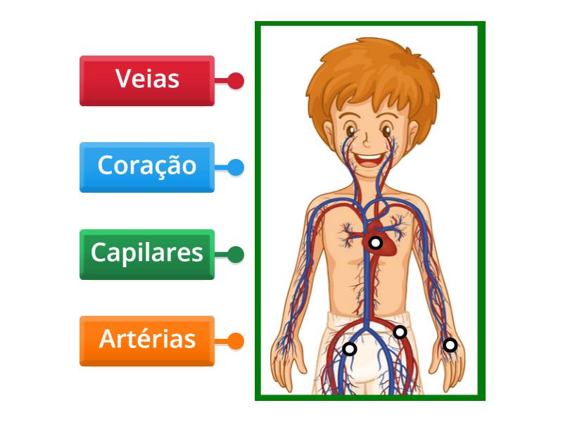 Turma 5 - Sistema Circulatório - Imagem com legenda
