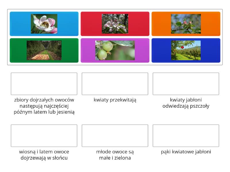 Jak powstają jabłka. - Match up