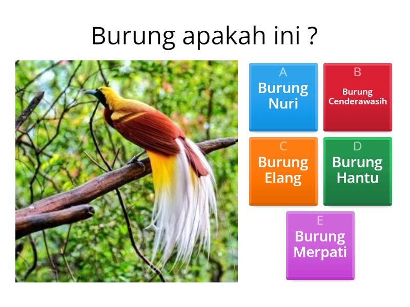 Tebak Nama Burung Yang Ada Di Indonesia - Quiz