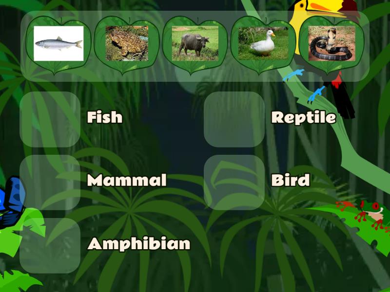 Vertebrates - Match up