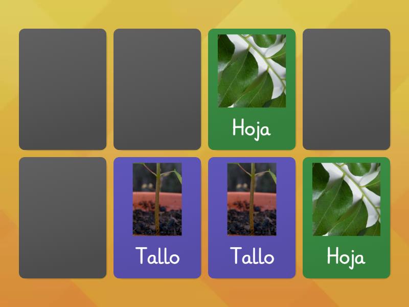 Memorice partes de una planta 2° básico B - Combine os pares