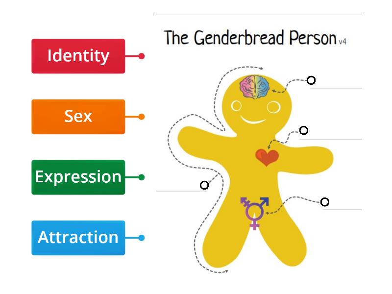 Genderbread Man - Labelled diagram
