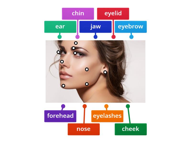 Parts of a face - Labelled diagram