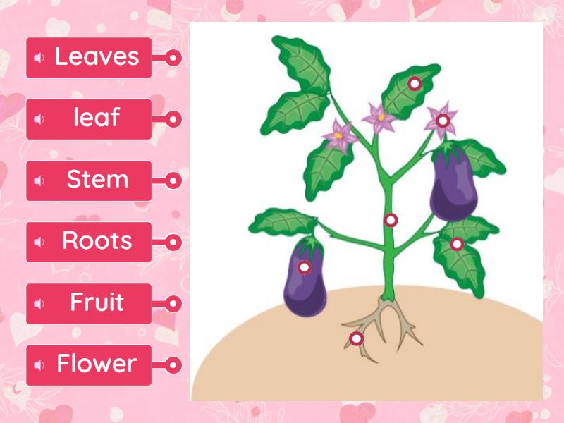 Diagrama parts of a plant I - Labelled diagram