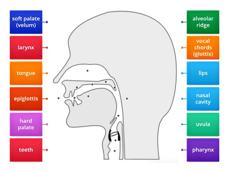 Vocal tract - labeled diagram - Labelled diagram