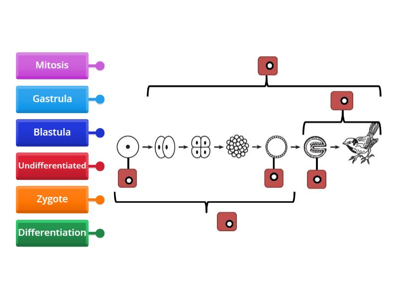 Development - Labelled diagram