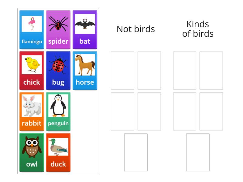 Birds or not - Group sort