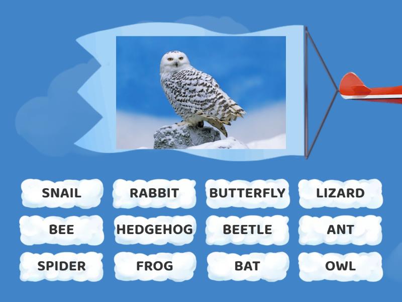 UNIT 5. GARDEN ANIMALS - Find the match