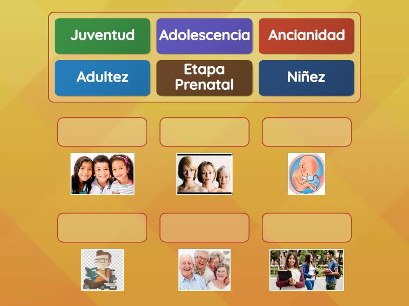 Etapas del desarrollo humano - Une las parejas
