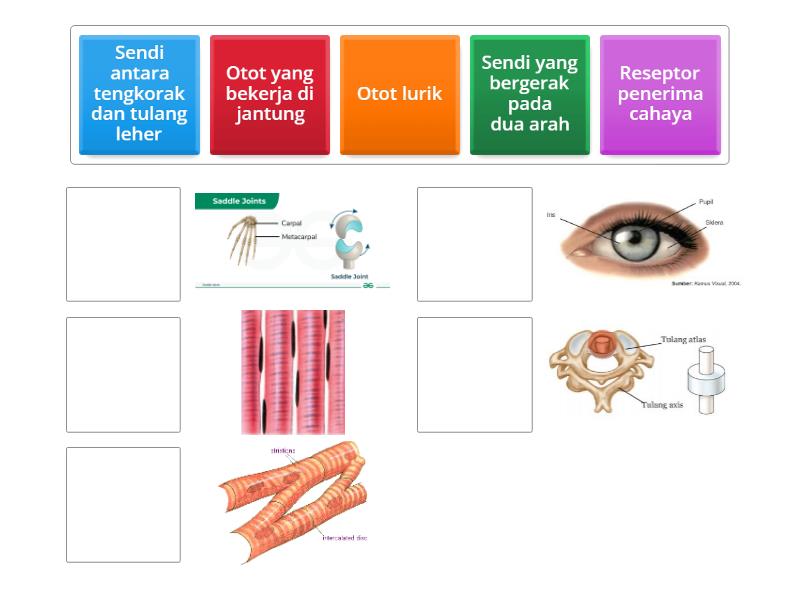 IPAS BAB 1 Sendi otot rangka saraf - Padankan