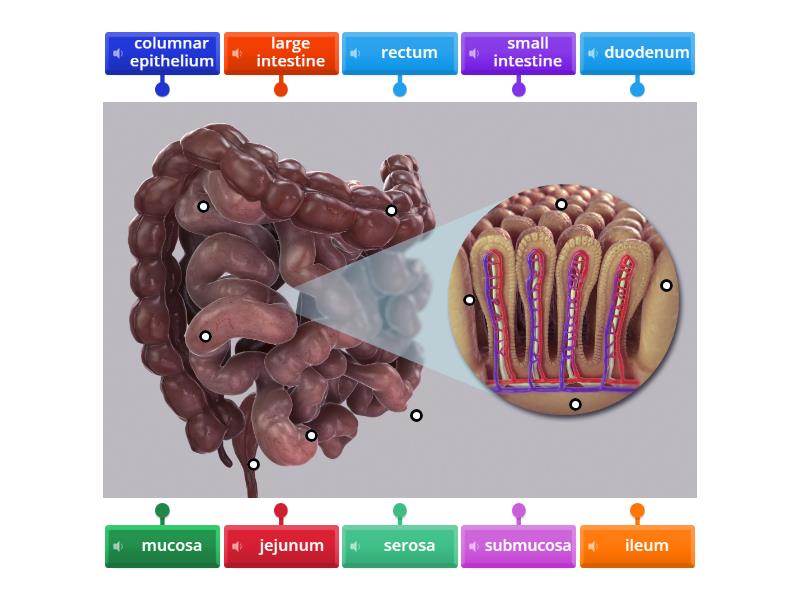 list three sections of the small intestine